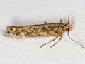 Scrobipalpa ocellatella